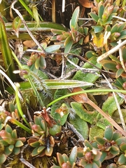 Plantago unibracteata