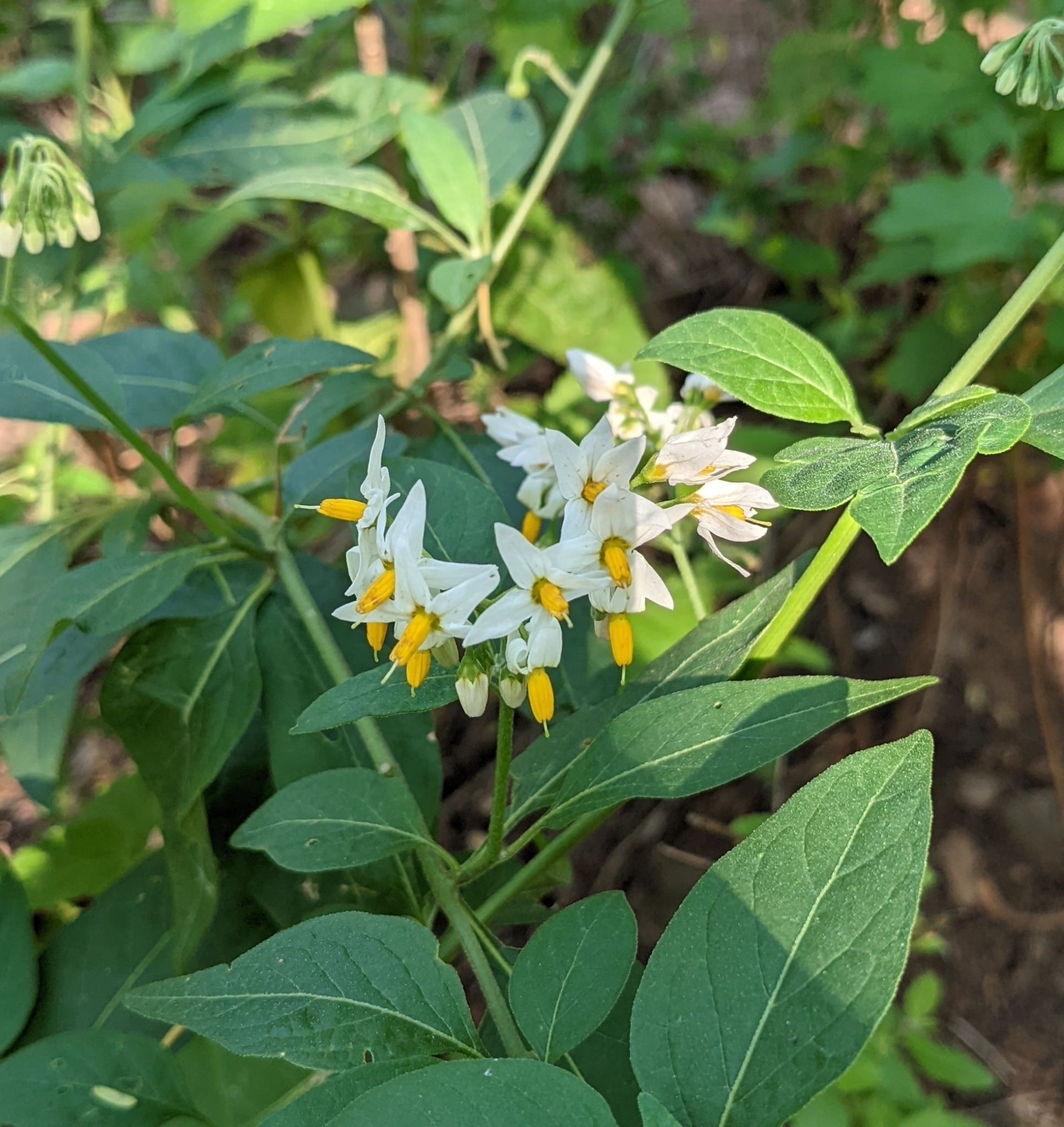 Solanum aloysiifolium