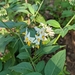 Solanum aloysiifolium - Photo (c) mgentile, algunos derechos reservados (CC BY-NC), subido por mgentile