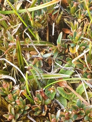 Plantago unibracteata
