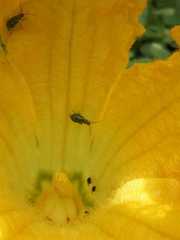 Diabrotica speciosa