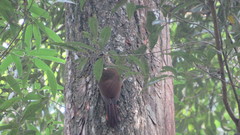 Dendrocolaptes platyrostris