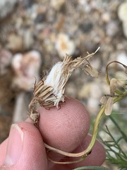 Senecio flaccidus monoensis