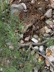 Senecio flaccidus monoensis