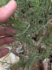 Senecio flaccidus monoensis