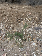 Senecio flaccidus monoensis