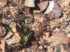 Chorizanthe douglasii