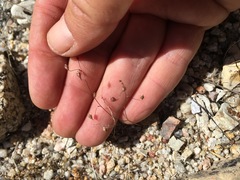 Nemacladus secundiflorus robbinsii