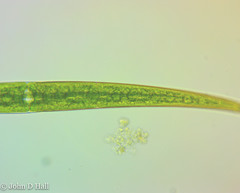 Closterium striolatum