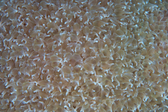 Physogyra lichtensteini