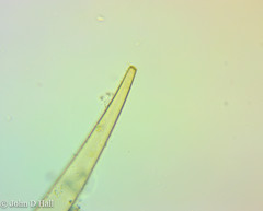 Closterium striolatum