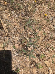 Monardella douglasii