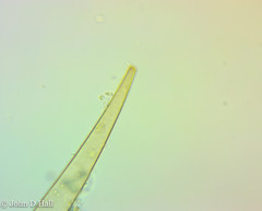 Closterium striolatum