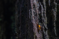 Sphictostethus nitidus