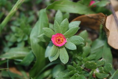 Portulaca amilis