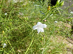 Eremophila polyclada