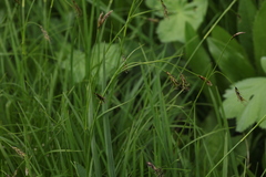 Carex tristis