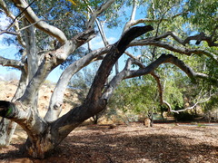Eucalyptus camaldulensis arida