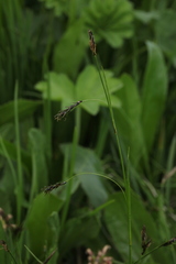 Carex tristis