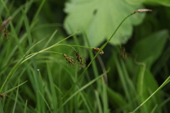Carex tristis
