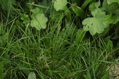 Carex tristis