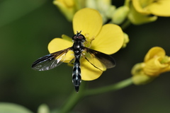 Pelecinobaccha costata