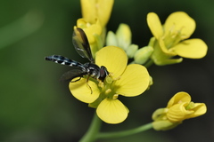 Pelecinobaccha costata