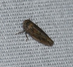 Paraphlepsius continuus