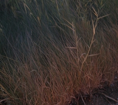 Paniceae