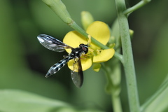 Pelecinobaccha costata