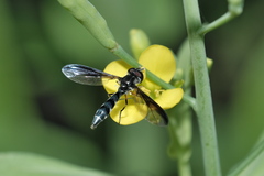 Pelecinobaccha costata