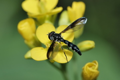 Pelecinobaccha costata