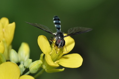 Pelecinobaccha costata