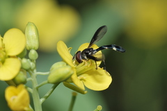 Pelecinobaccha costata