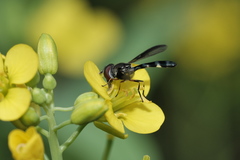 Pelecinobaccha costata