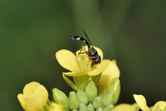 Pelecinobaccha costata