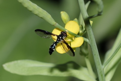 Pelecinobaccha costata