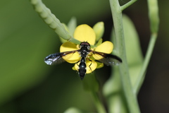 Pelecinobaccha costata