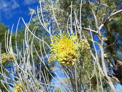 Hakea lorea lorea