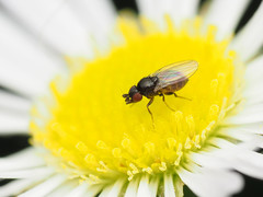 Paramyia