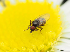 Paramyia