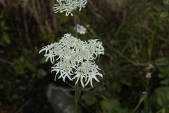 Heracleum apiifolium
