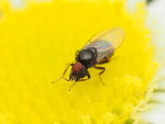 Paramyia
