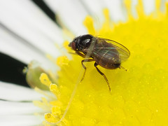 Paramyia