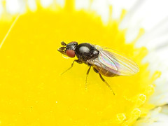 Paramyia