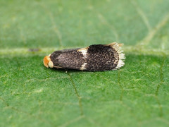Ectoedemia similella