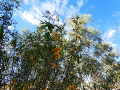 Senna artemisioides quadrifolia