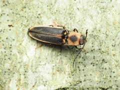 Megapenthes limbalis