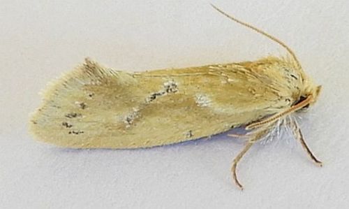 Acrolophus laticapitana photo 5