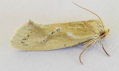 Acrolophus laticapitana